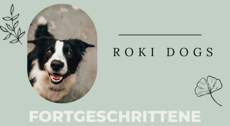 Fortgeschrittene-hundekurse