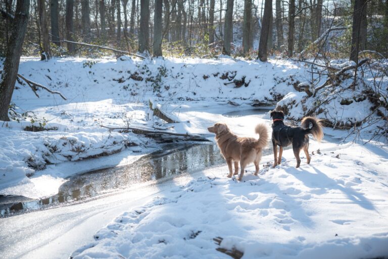 roki-dogs-hundetraining-winter-spaziergang